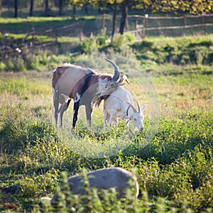 Two goats chewing a grass on a farmyard