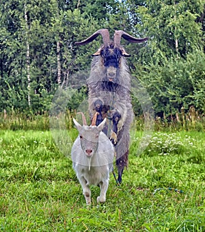 Two goats couple