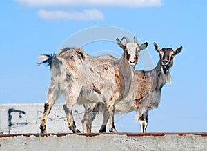 The two goats domestic animals
