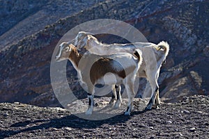 Two goats in the dry landscape of Lanzarote, Spain