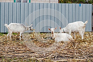 Two goats eating grass, one goat looking at the camera, white goats at the village in a cornfield, goats on autumn grass