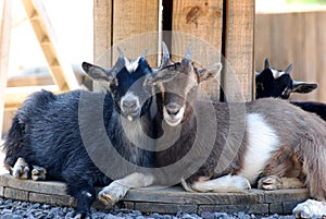 Two goats on farm