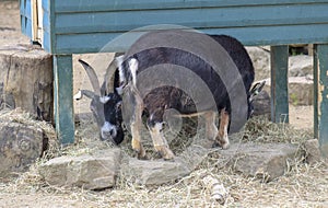 Two goats on the farm.