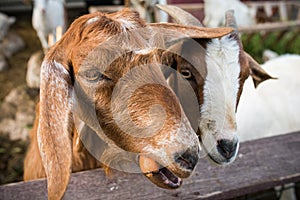 Goats eating carrots