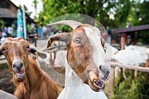 Funny goats eating carrots photo