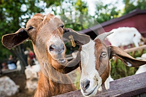 Funny goats closeup portrait photo