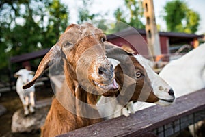 Funny goats closeup portrait
