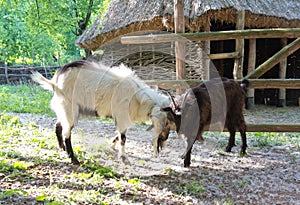 Dos cabras lucha 