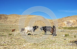 Two goats fighting in Atlas Mountains in Morocco, Africa