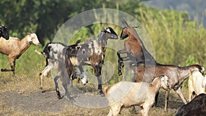 Two Goats Fighting for Dominance in Herd.