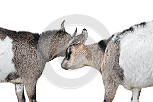 Two goats fighting isolated on white