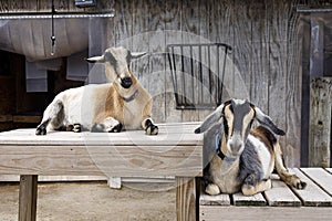 Two Goats Find Some Peace