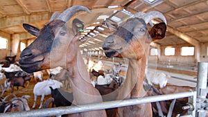 Two goats on a goat farm close up looking at the camera. Big goat farm with goats.