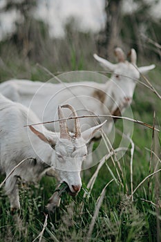 Two goats graze on the meadow