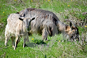 Two goats grazing grass outdoors