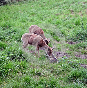 Two Goats grazing in a meadow.