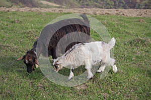 Two goats grazing on a spring meadow