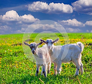 Two goats on a green lawn