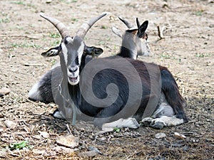 Two goats on ground