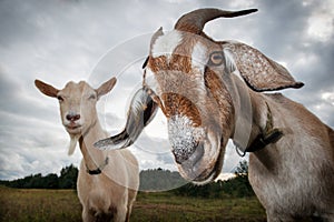 Two goats look at the camera