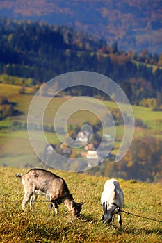 Two goats on the pasturage
