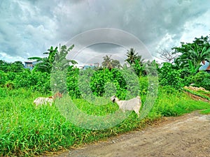 two goats in the pasture in the field, beautiful rural view. photo