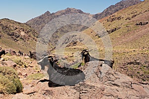 Two goats sitting on rocks in mountains. Trekking on Toubkal.