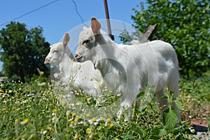 Two goats. Small goats. Chamomile. Sunny day. Nature and animals