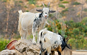 Two goats stand on rocks