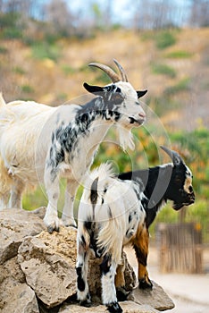 Two goats stand on rocks