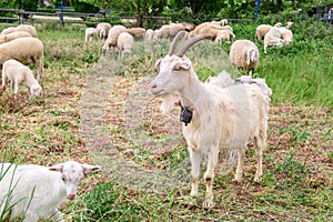 Goat on the field free.