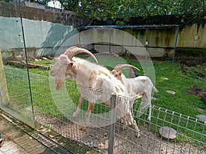 Two goats waiting for food from visitor