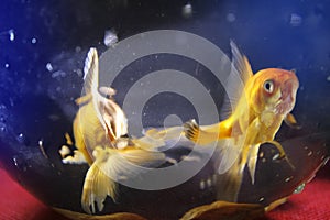 Two gold fish blurred background