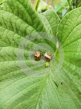 Two Gold Ladybugs Mating | Golden Ladybug