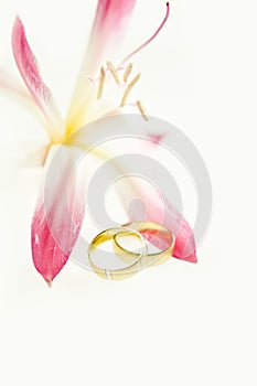 Two gold wedding bands beside a fresh red flower