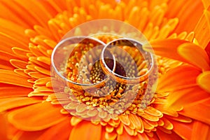 Two gold wedding rings on an orange gerbera