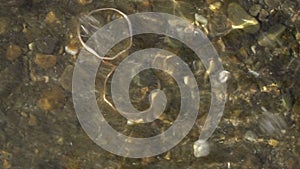 Two gold wedding rings lying on beach stones shining on sun light close up macro. Transfusion of light on rings. ocean