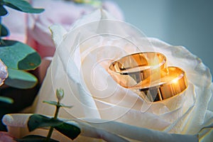 Two gold wedding rings on white rose bud, close-up. Classic rings for bride and groom, selective focus. Wedding and family concept