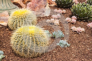 Two Golden Barrel Cactus