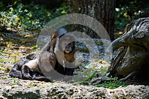 Two Golden-bellied capuchins, monkeys called in Latin Sapajus xanthosternos or cebus xanthosternos.