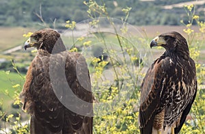 Two golden eagles resting in the sun