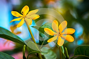 Two golden gardenia with green leaves