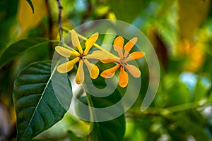 Two golden gardenia with green leaves