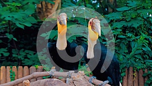 two golden hornbill