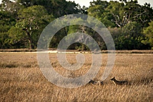 Two golden Jackals, Canis aureus in the grass, Sri Lanka, Asia. Beautiful wildlife scene from nature habitat, carnivorous mammal,