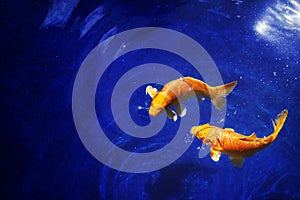 Two golden koi carp fishes close up, dark blue sea background, yellow goldfish swims in water, Pisces constellation horoscope sign