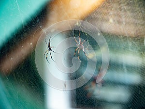 Two Golden Orb-weaver spiders sitting on a web in the Seychelles