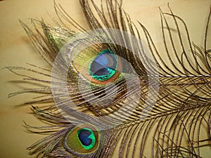 Two golden peacock feathers on a light yellowish background close-up