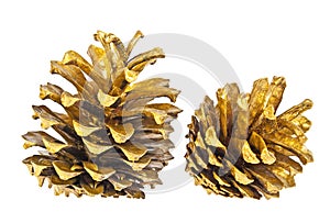 Two golden pine cones isolated on white background