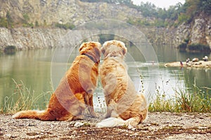 Two golden retriever dogs